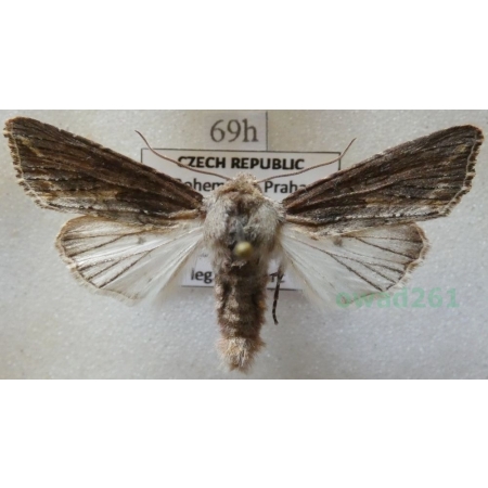 Egira conspicillaris (Linnaeus, 1758) Gaszka zorzyca Czech69h
